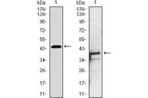 Image no. 3 for anti-PDZ Binding Kinase (PBK) antibody (ABIN1108596)