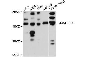 Image no. 1 for anti-Cyclin D-Type Binding-Protein 1 (CCNDBP1) antibody (ABIN6291864)
