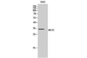 Image no. 1 for anti-MAS-Related GPR, Member X3 (MRGPRX3) (Internal Region) antibody (ABIN3185634)