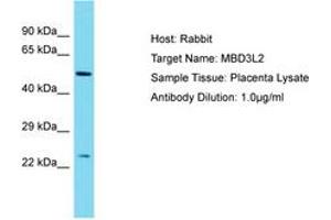 Image no. 1 for anti-Methyl-CpG Binding Domain Protein 3-Like 2 (MBD3L2) (AA 79-128) antibody (ABIN6750529)