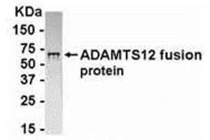 Image no. 1 for anti-ADAM Metallopeptidase with thrombospondin Type 1 Motif, 12 (ADAMTS12) (AA 297-446) antibody (ABIN2468193)