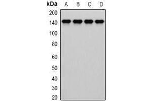 Image no. 2 for anti-Cytochrome B5 Reductase 3 (CYB5R3) (full length) antibody (ABIN6005240)
