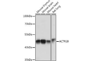 Western blot analysis of extracts of various cell lines, using B Rabbit pAb (ABIN7265675) at 1:1000 dilution.