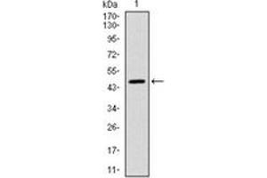 Image no. 1 for anti-Yes-Associated Protein 1 (YAP1) antibody (ABIN1109527)