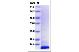 Image no. 1 for Chemokine (C-C Motif) Ligand 1 (CCL1) (AA 24-96) protein (ABIN6928962)