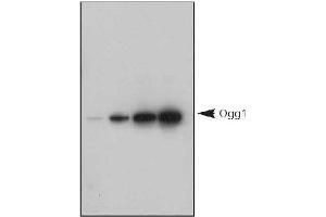 Image no. 7 for anti-8-Oxoguanine DNA Glycosylase (OGG1) (AA 1-100), (N-Term) antibody (ABIN363384)
