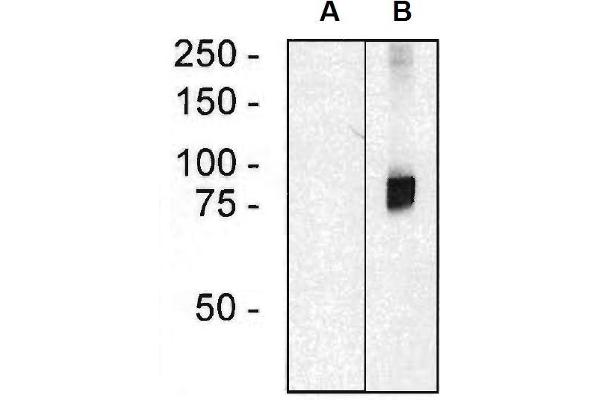 ARHGEF4 antibody  (AA 143-271)