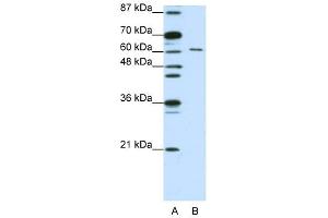 Image no. 2 for anti-CUGBP, Elav-Like Family Member 2 (CELF2) (N-Term) antibody (ABIN629968)