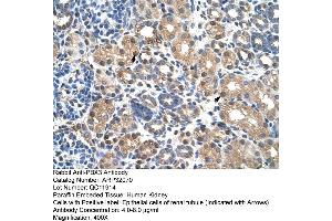 Image no. 2 for anti-Pre-B-Cell Leukemia Transcription Factor 3 (PBX3) (N-Term) antibody (ABIN2779449)