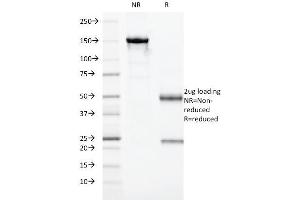 Image no. 5 for anti-Granzyme B (GZMB) (AA 73-187) antibody (ABIN6939591)