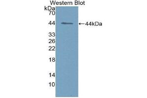 anti-Nischarin (NISCH) (AA 1335-1435) antibody