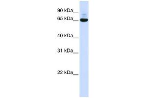 Image no. 1 for anti-CCR4-NOT Transcription Complex Subunit 4 (CNOT4) (N-Term) antibody (ABIN2775715)