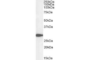 Image no. 5 for anti-NAD(P)H Dehydrogenase, Quinone 1 (NQO1) (C-Term) antibody (ABIN184714)