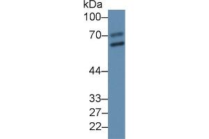 Image no. 2 for anti-Alpha2 Antiplasmin (SERPINF2) (AA 348-491) antibody (ABIN1172477)