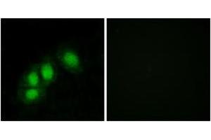 Image no. 2 for anti-Histidine Triad Nucleotide Binding Protein 1 (HINT1) (AA 71-120) antibody (ABIN1533751)