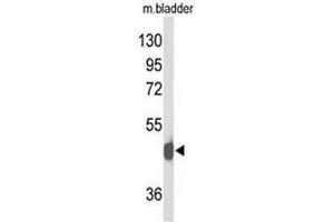 Image no. 1 for anti-Neuropeptide Y Receptor Y2 (NPY2R) (AA 25-54), (N-Term) antibody (ABIN953681)