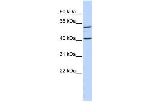 Image no. 1 for anti-Tectonic Family Member 3 (TCTN3) (Middle Region) antibody (ABIN635221)