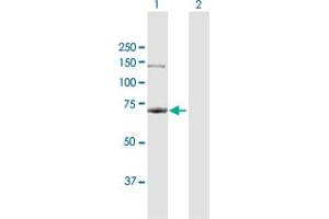 Image no. 2 for anti-Replication Protein A1, 70kDa (RPA1) (AA 1-616) antibody (ABIN948415)