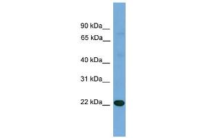 Image no. 1 for anti-Interleukin 17D (IL17D) (N-Term) antibody (ABIN2774198)