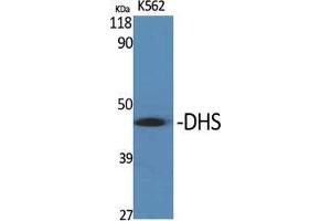 Image no. 2 for anti-Deoxyhypusine Synthase (DHPS) (Internal Region) antibody (ABIN3180577)