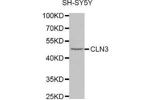 Image no. 1 for anti-Ceroid-Lipofuscinosis, Neuronal 3 (CLN3) antibody (ABIN1679284)