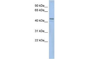 Image no. 1 for anti-Smith-Magenis Syndrome Chromosome Region, Candidate 7-Like (SMCR7L) (N-Term) antibody (ABIN2783739)