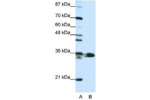 Image no. 4 for anti-Heterogeneous Nuclear Ribonucleoprotein A1 (HNRNPA1) (N-Term) antibody (ABIN2778789)