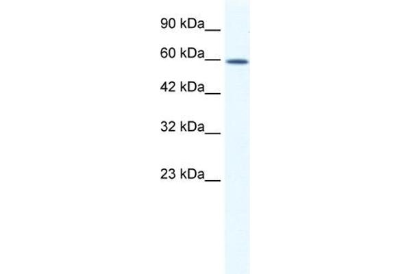 anti-DEAD (Asp-Glu-Ala-Asp) Box Polypeptide 5 (DDX5) (C-Term) antibody