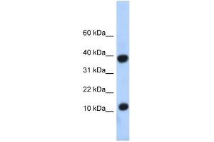 Image no. 1 for anti-Pterin-4 alpha-Carbinolamine Dehydratase/dimerization Cofactor of Hepatocyte Nuclear Factor 1 alpha (PCBD1) (N-Term) antibody (ABIN2779650)