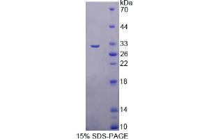 Image no. 1 for MFNG (MFNG) (AA 56-309) protein (T7 tag,His tag) (ABIN6238236)