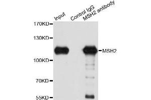 Image no. 7 for anti-Mismatch Repair Protein 2 (MSH2) antibody (ABIN3021477)