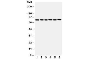 Image no. 4 for anti-V-Myb Myeloblastosis Viral Oncogene Homolog (Avian)-Like 2 (MYBL2) (N-Term) antibody (ABIN3029533)