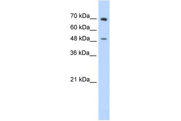 anti-Zinc Finger Protein 821 (ZNF821) (C-Term) antibody