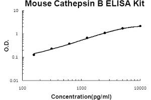 Image no. 1 for Cathepsin B (CTSB) ELISA Kit (ABIN6720123)