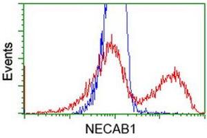 Image no. 1 for anti-N-terminal EF-Hand Calcium Binding Protein 1 (NECAB1) antibody (ABIN2727049)