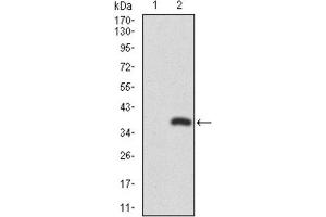 Image no. 6 for anti-Runt-Related Transcription Factor 3 (RUNX3) (AA 186-252) antibody (ABIN1846067)