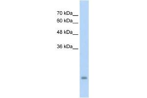 Image no. 2 for anti-Pregnancy Specific beta-1-Glycoprotein 3 (PSG3) (N-Term) antibody (ABIN629852)