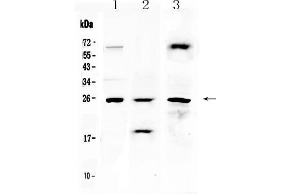 TIMP4 antibody  (AA 174-224)