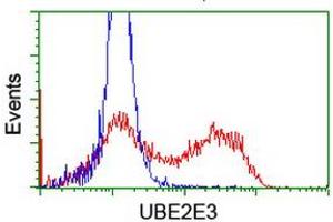 Image no. 5 for anti-Ubiquitin-Conjugating Enzyme E2E 3 (UBE2E3) antibody (ABIN1501615)