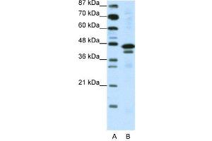 Image no. 2 for anti-Cytosolic Iron-Sulfur Protein Assembly 1 (CIAO1) (C-Term) antibody (ABIN2780621)