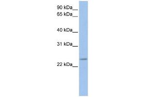 Image no. 1 for anti-FK506 Binding Protein 3, 25kDa (FKBP3) (C-Term) antibody (ABIN630860)