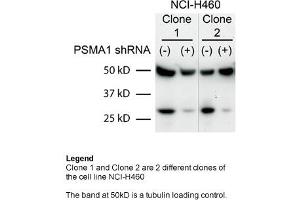 Image no. 3 for anti-Proteasome Subunit alpha Type 1 (PSMA1) (C-Term) antibody (ABIN2778810)