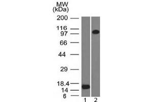 Image no. 1 for anti-Thrombomodulin (THBD) (AA 69-194) antibody (ABIN4949900)