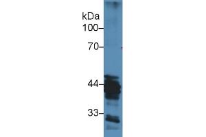 Image no. 2 for anti-Histone Acetyltransferase 1 (HAT1) (AA 100-338) antibody (ABIN1859122)