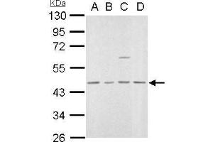 Image no. 1 for anti-Mevalonate (Diphospho) Decarboxylase (MVD) (Center) antibody (ABIN2856802)