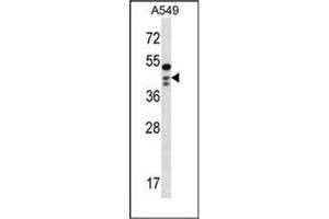 Image no. 1 for anti-Oligonucleotide/oligosaccharide-Binding Fold Containing 1 (OBFC1) (AA 276-306), (C-Term) antibody (ABIN953800)