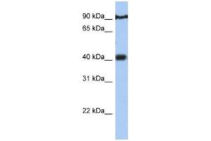 anti-Prostate Tumor Overexpressed 1 (PTOV1) (N-Term) antibody