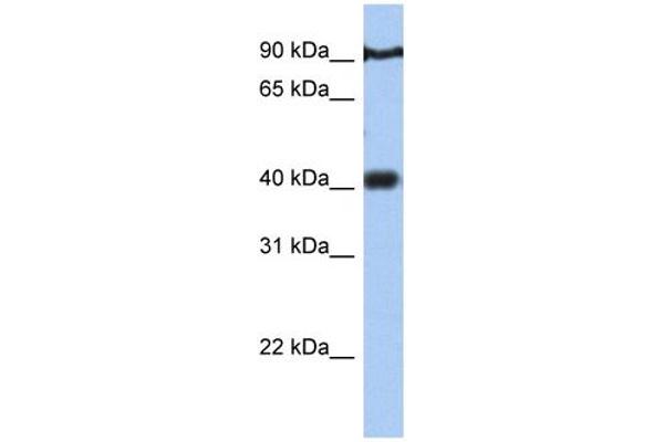anti-Prostate Tumor Overexpressed 1 (PTOV1) (N-Term) antibody