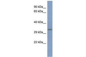 PCBP3 antibody  (AA 251-300)