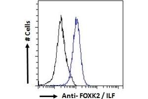 Forkhead Box K2 Antikörper  (C-Term)